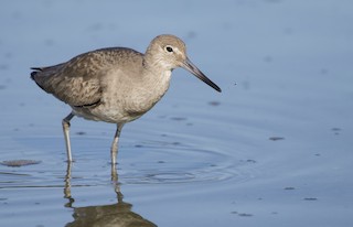 Willet