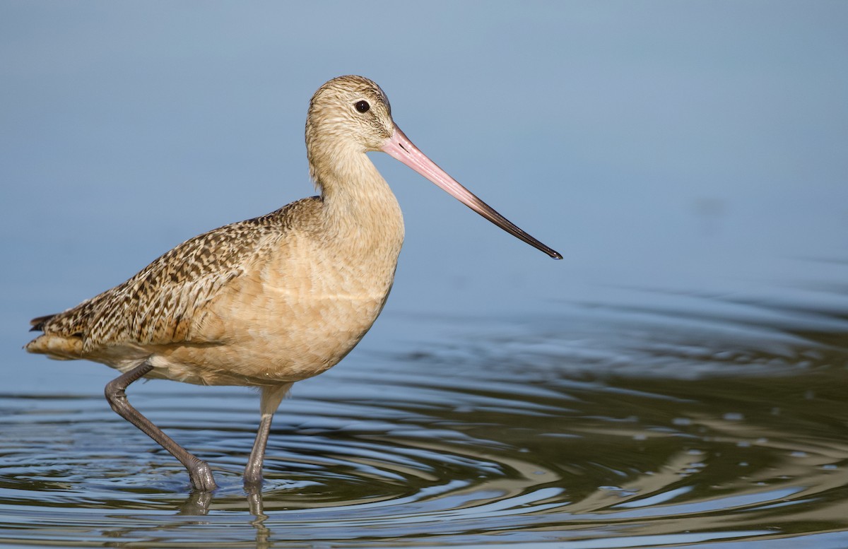 Marbled Godwit - Will Sweet