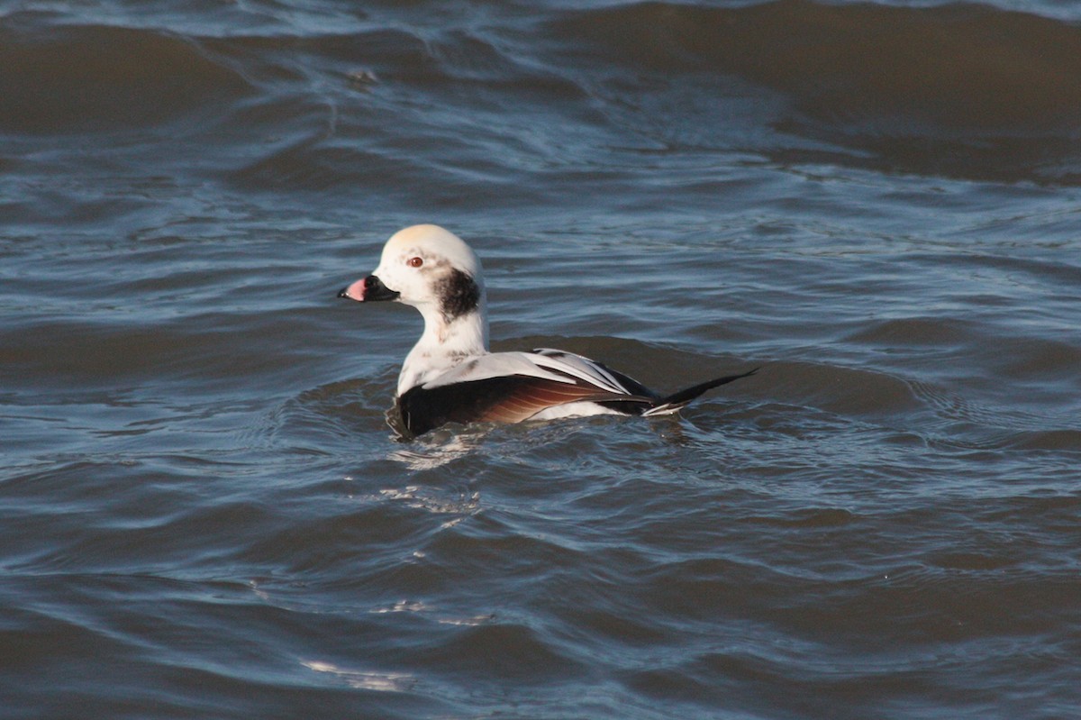 Long-tailed Duck - ML409658651