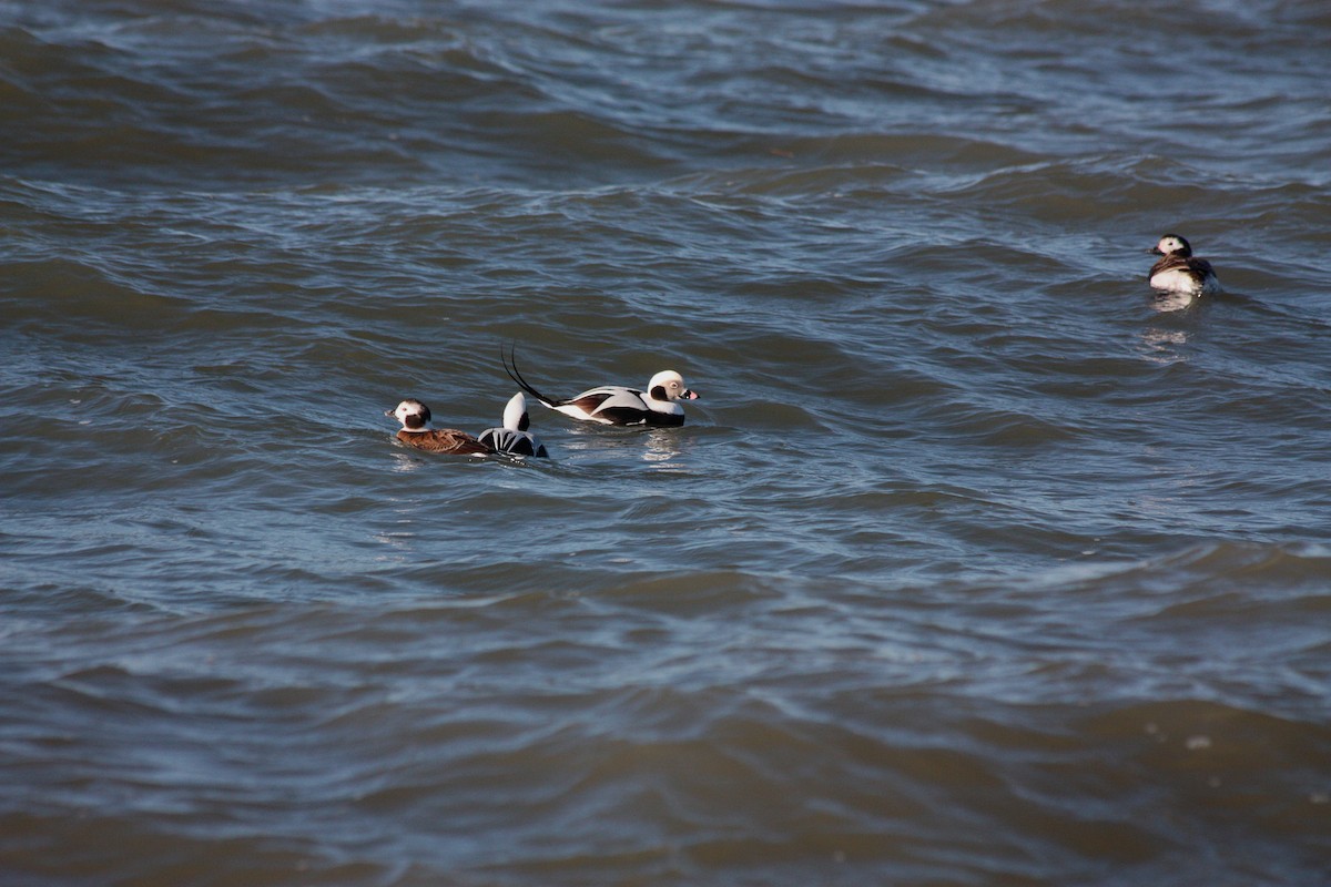 Long-tailed Duck - ML409658701