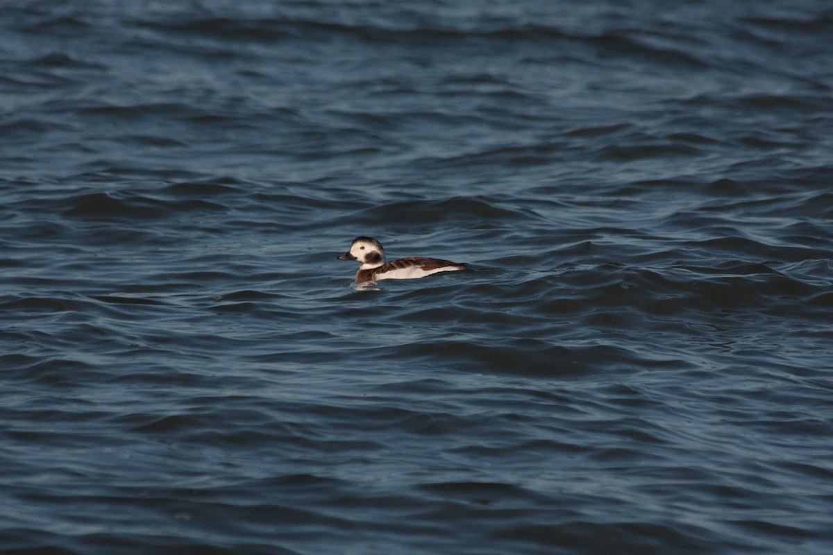 Long-tailed Duck - ML409659241