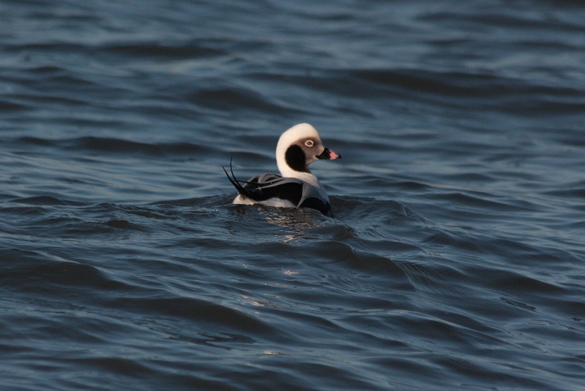 Long-tailed Duck - ML409659251
