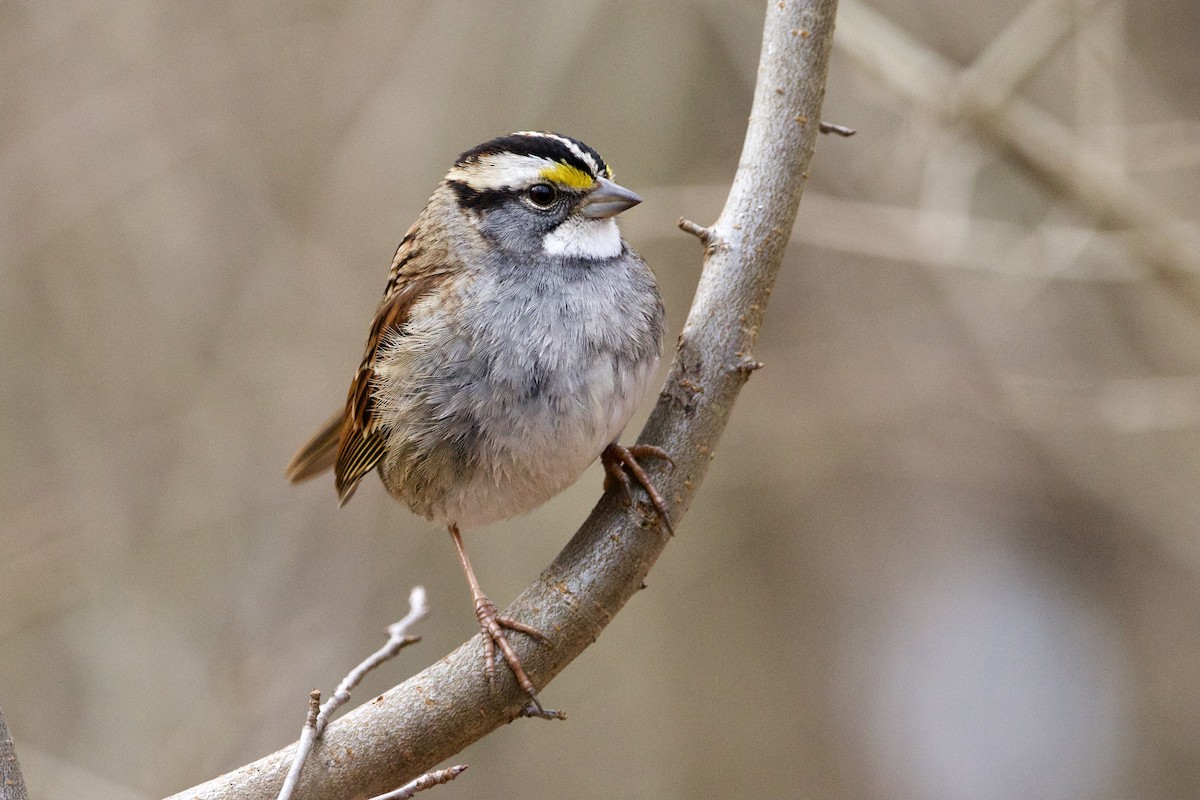 White-throated Sparrow - Dimitris Salas