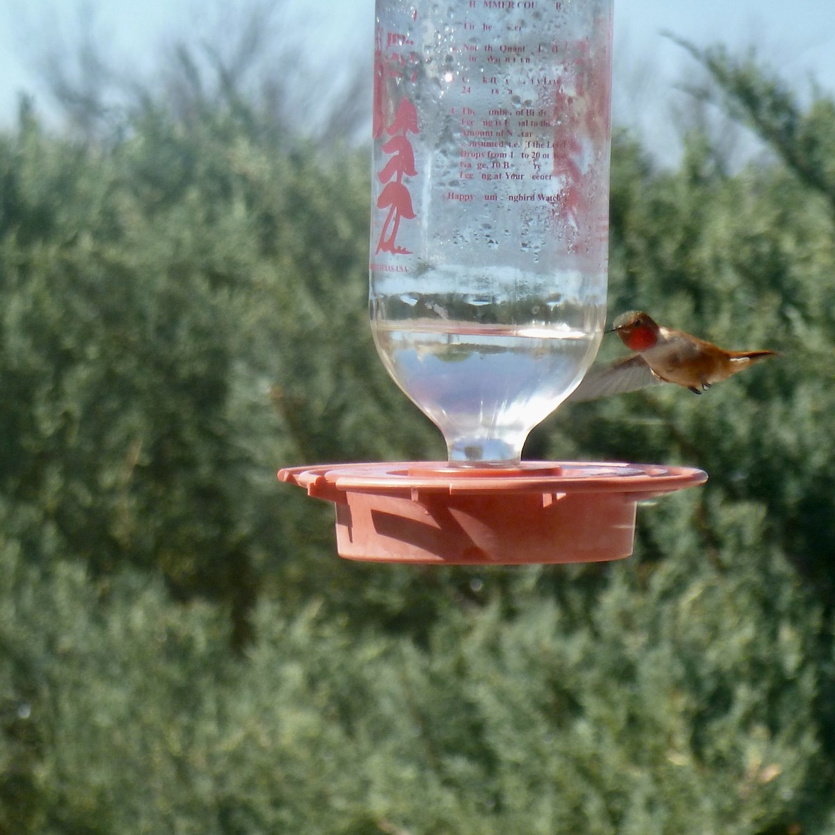 Rufous Hummingbird - ML409665591