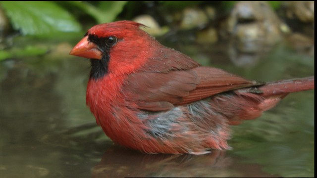 Красный кардинал - ML409668