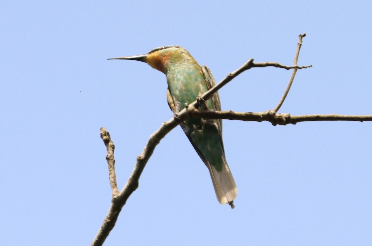 Blue-cheeked Bee-eater - ML409669071