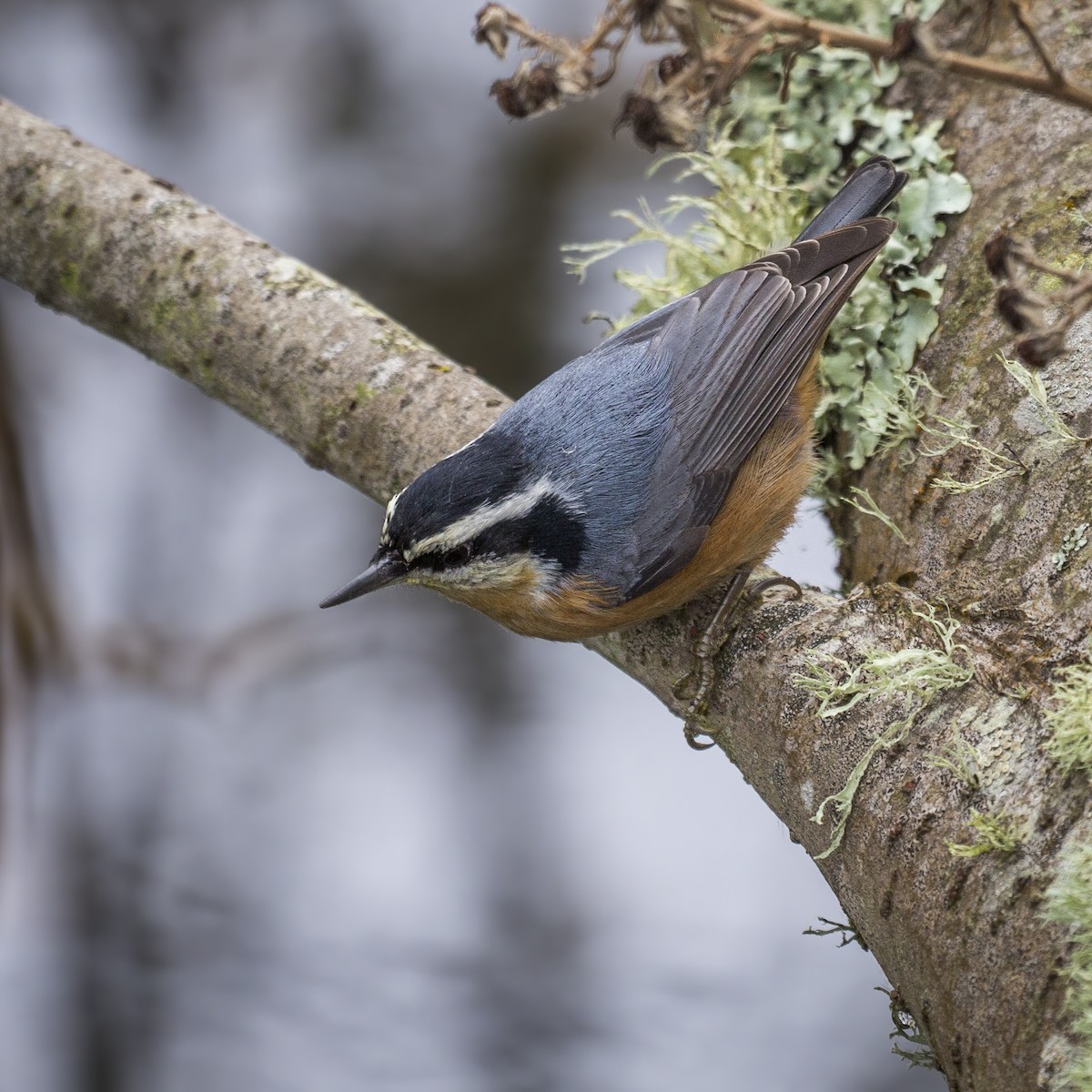 Red-breasted Nuthatch - Jessica Hadley