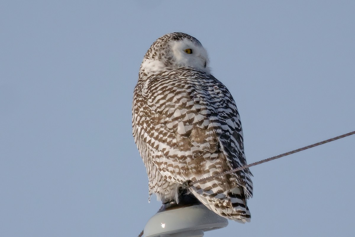 Snowy Owl - ML409674471
