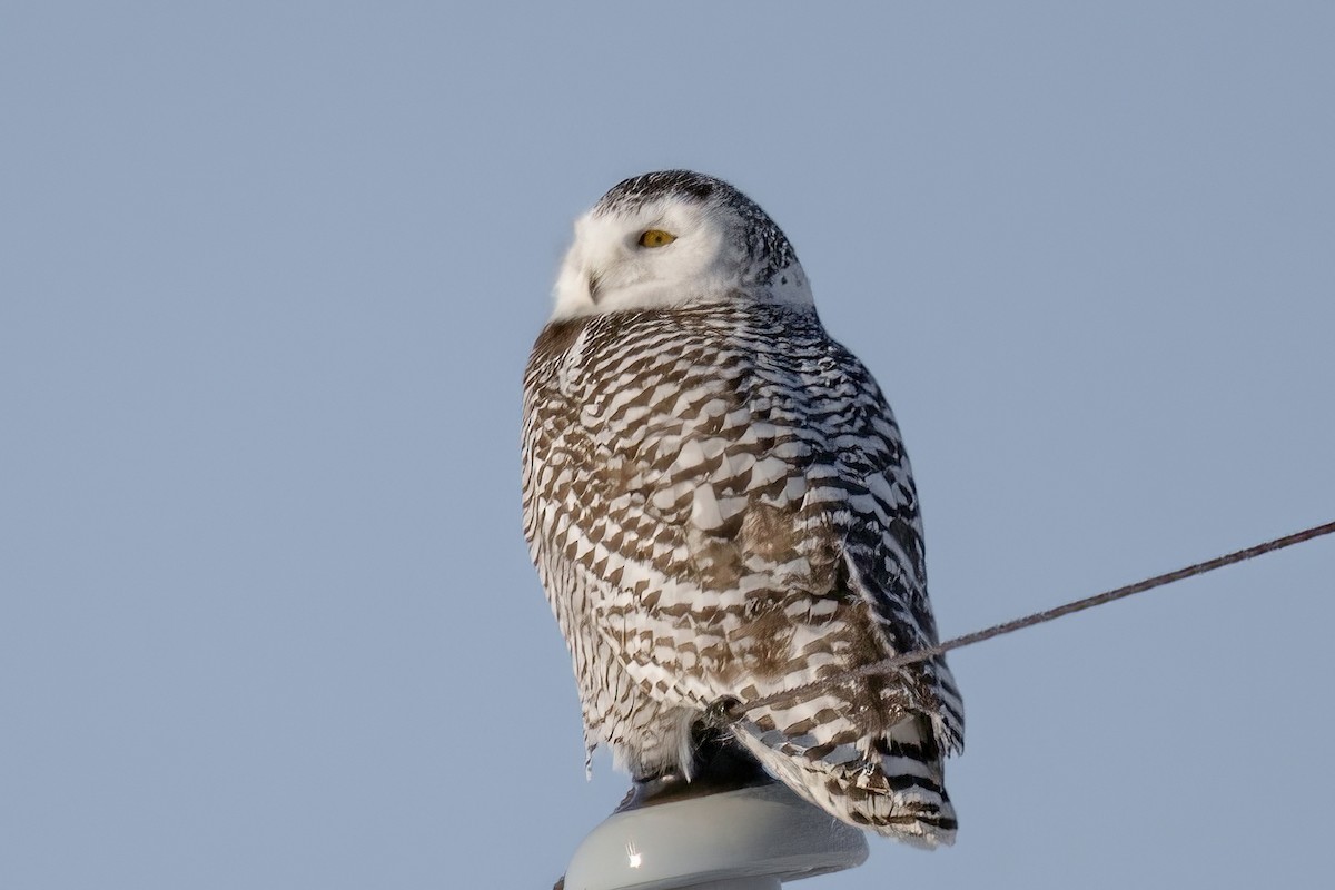 Snowy Owl - ML409674501