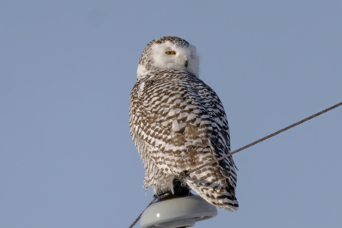 Snowy Owl - ML409674561