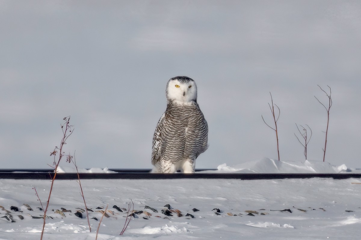 Snowy Owl - Brock Gunter-Smith