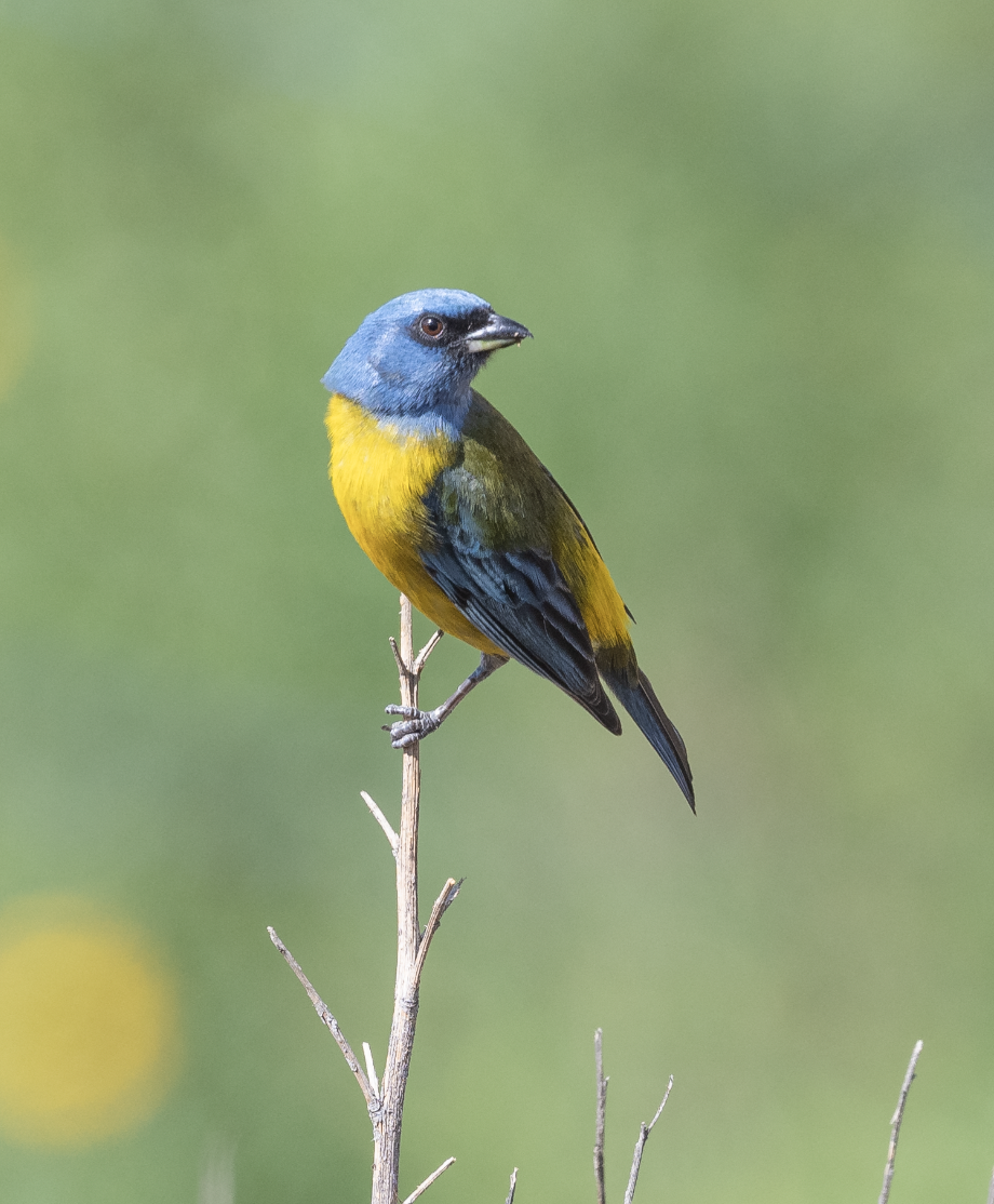 Blue-and-yellow Tanager - VERONICA ARAYA GARCIA