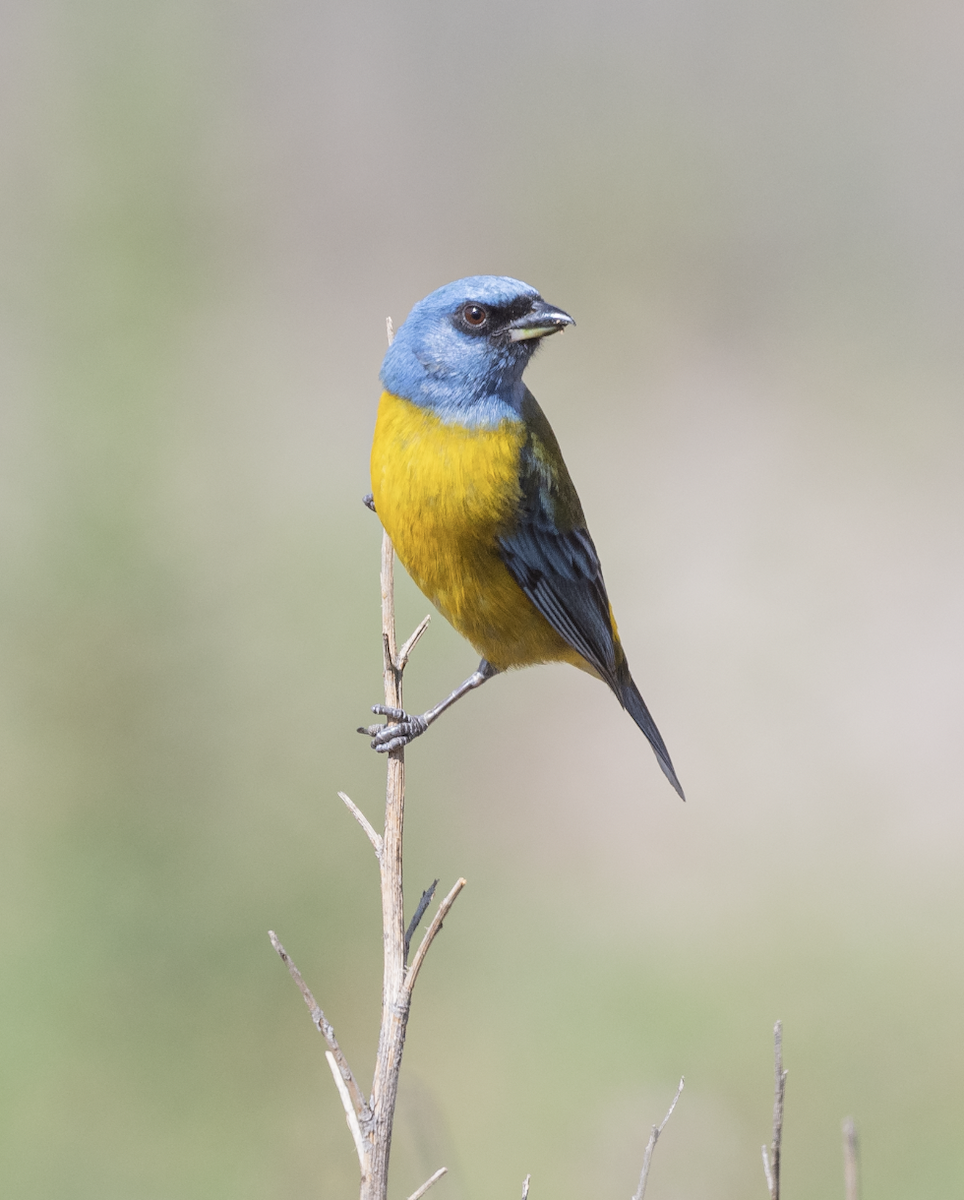 Blue-and-yellow Tanager - ML409674811