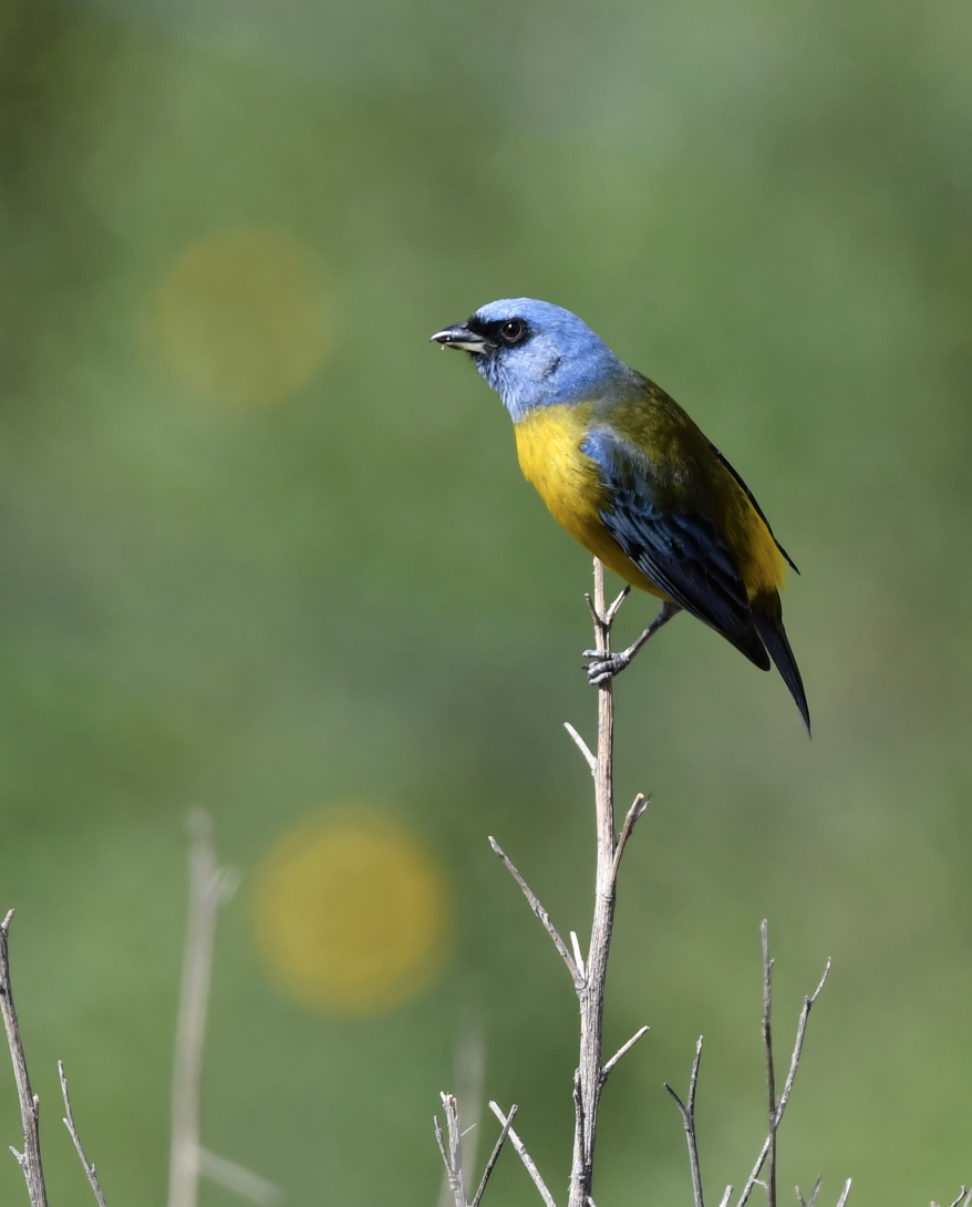 Blue-and-yellow Tanager - ML409674841