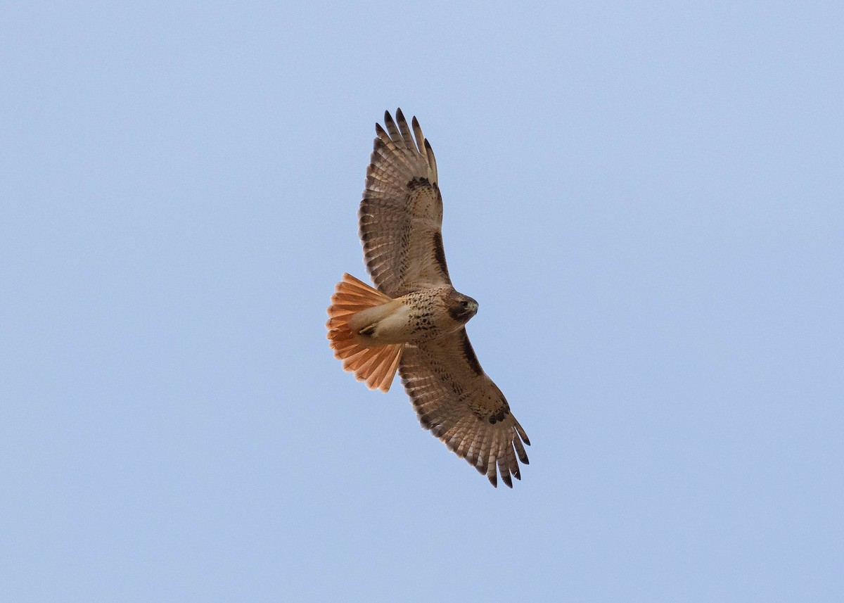Red-tailed Hawk - ML409681401