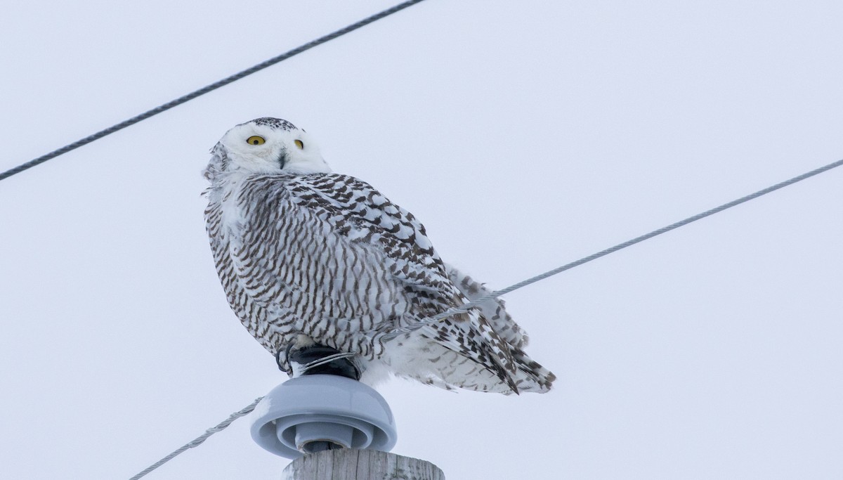 Snowy Owl - ML409681471