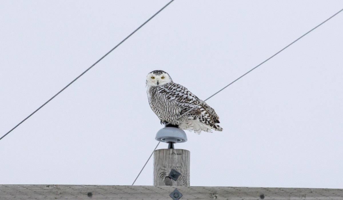 Snowy Owl - ML409681551