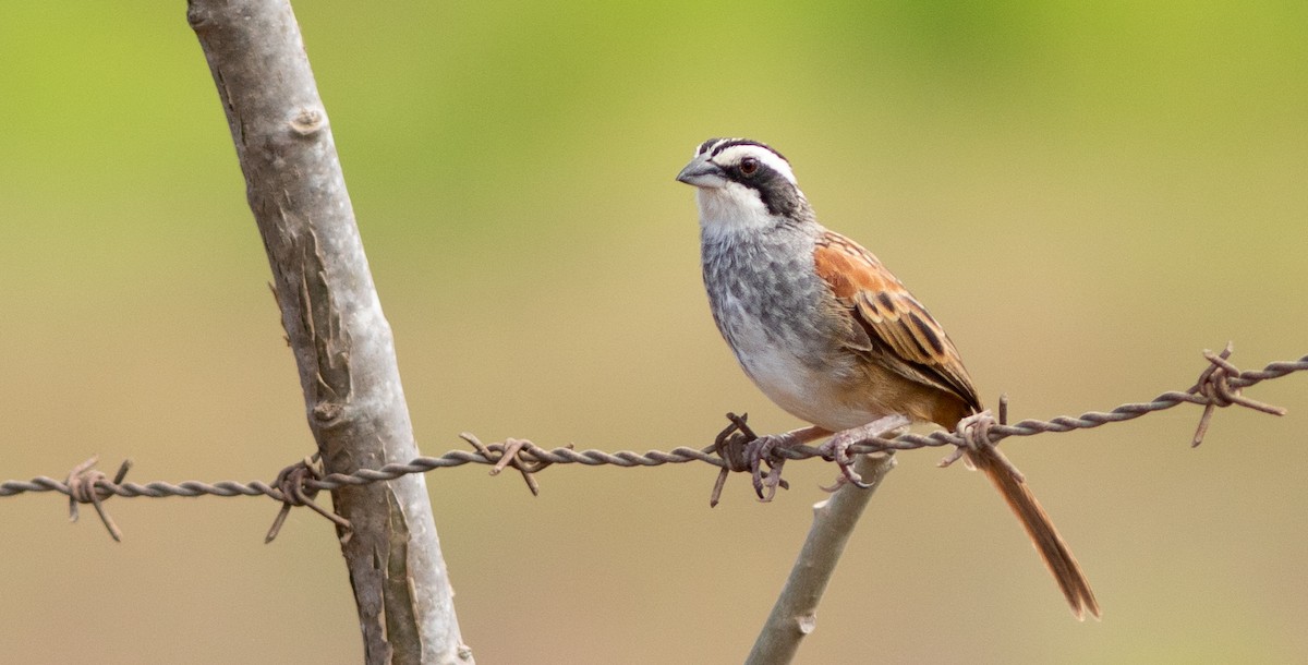 Stripe-headed Sparrow - Doug Hitchcox