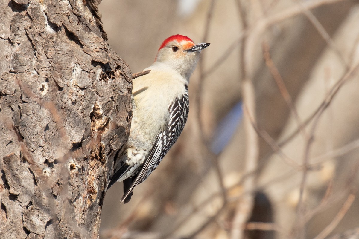 Red-bellied Woodpecker - Christine Mason