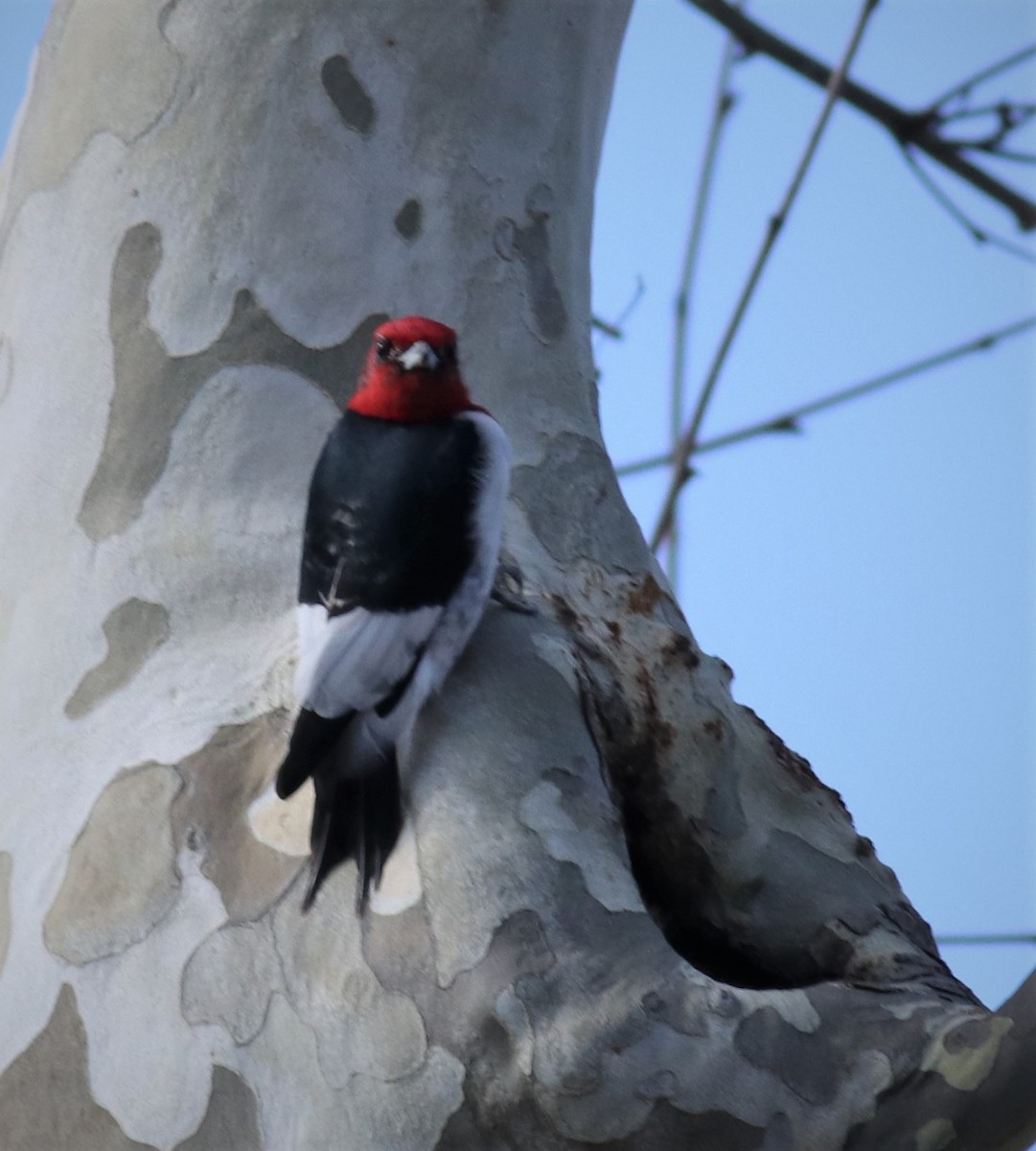 Red-headed Woodpecker - ML409688071