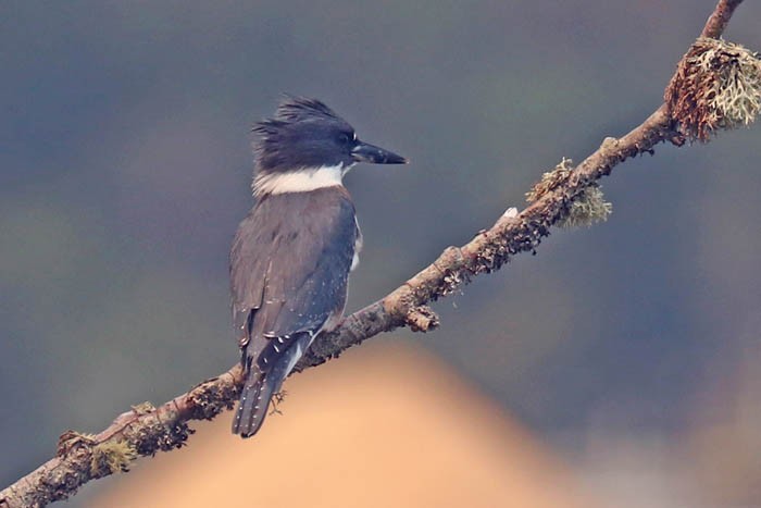 Belted Kingfisher - ML409691111