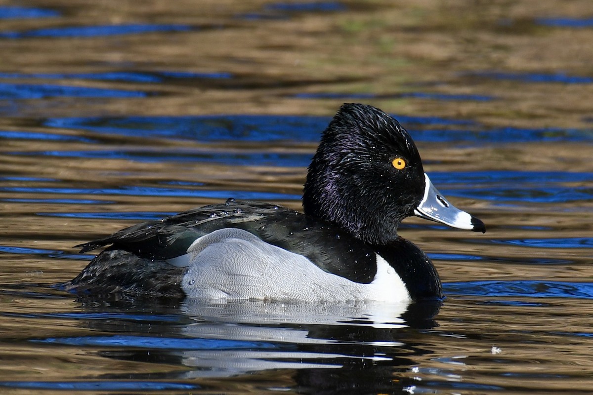 Ring-necked Duck - ML409696881