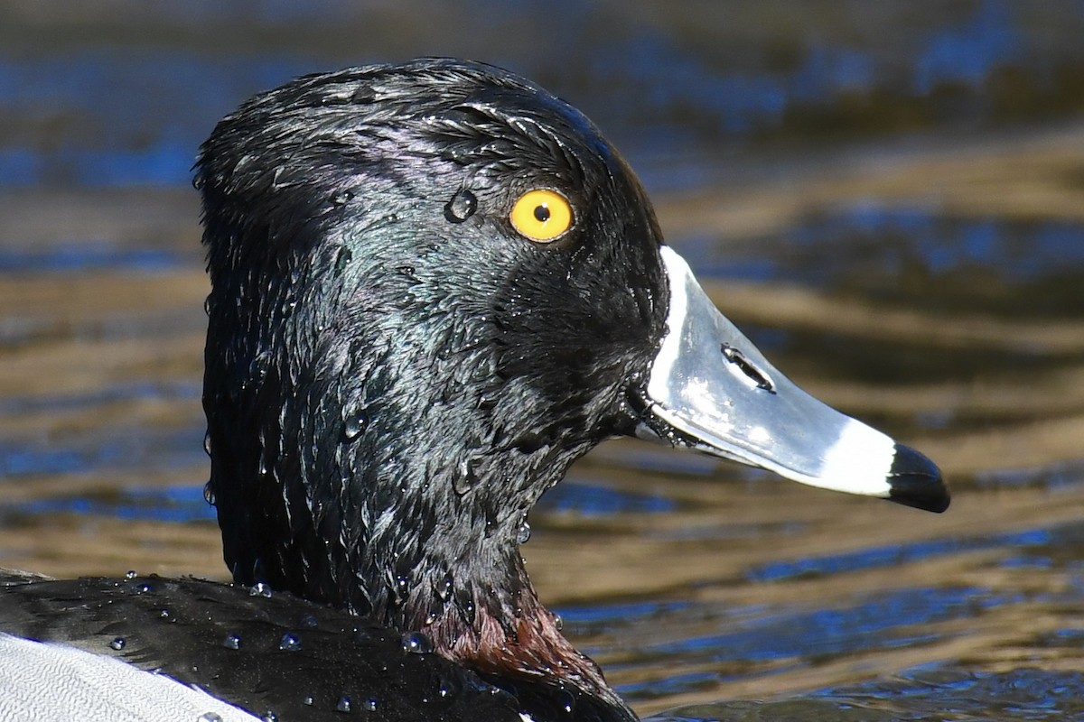 Ring-necked Duck - ML409696891