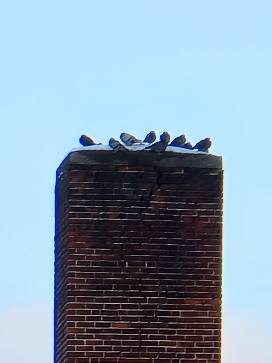 Rock Pigeon (Feral Pigeon) - ML409701151