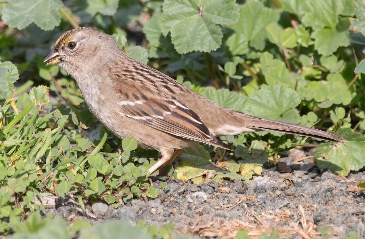 Golden-crowned Sparrow - John Scharpen