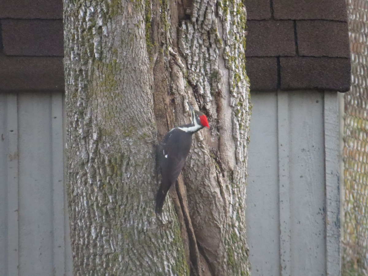 Pileated Woodpecker - ML40970771