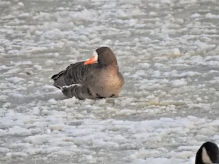 Greater White-fronted Goose, ML409711401