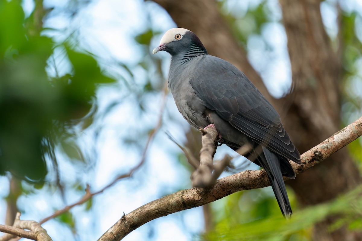 White-crowned Pigeon - ML409715131