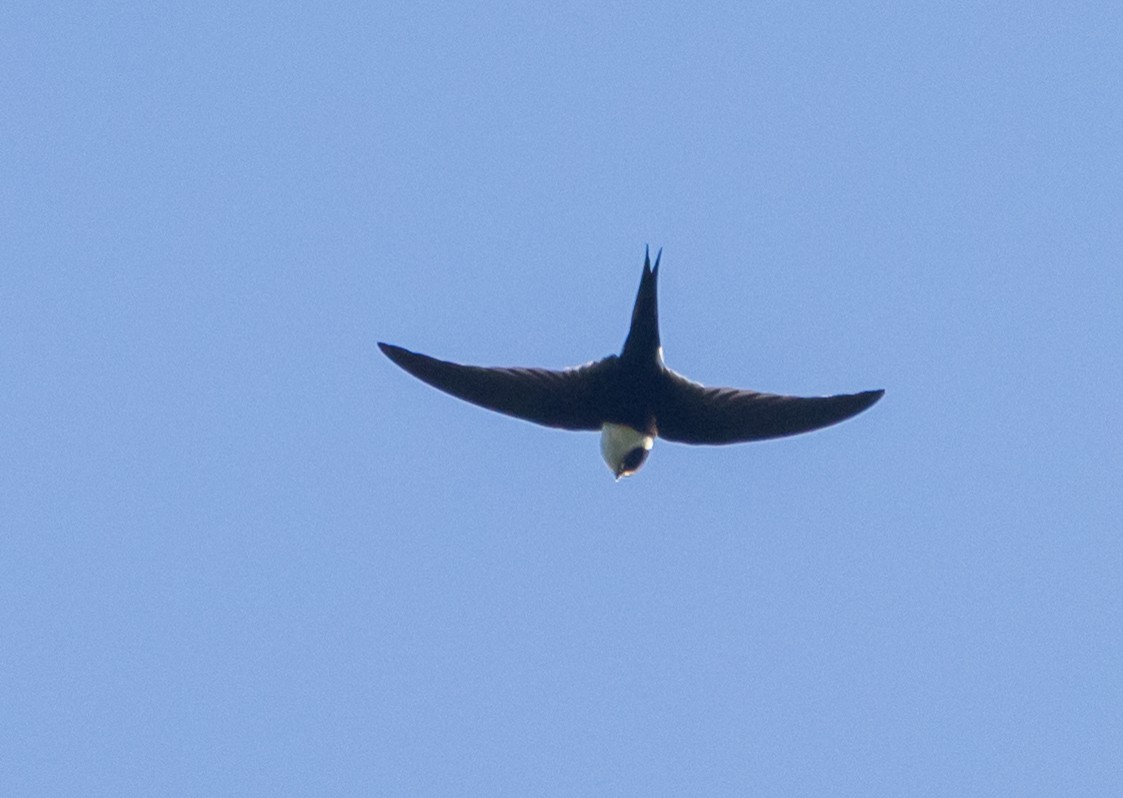 Lesser Swallow-tailed Swift - ML409715261