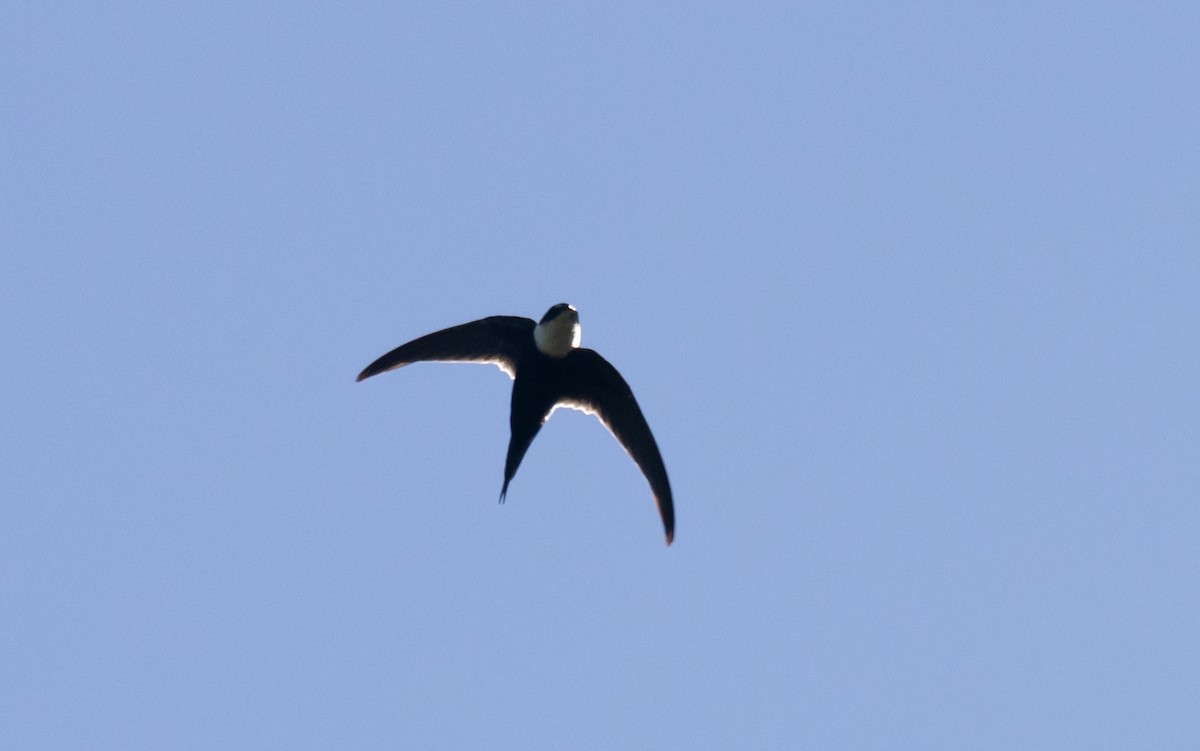 Lesser Swallow-tailed Swift - ML409715521