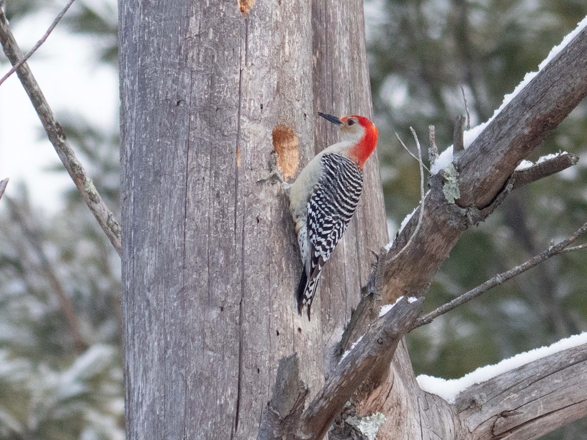 Red-bellied Woodpecker - ML409718881