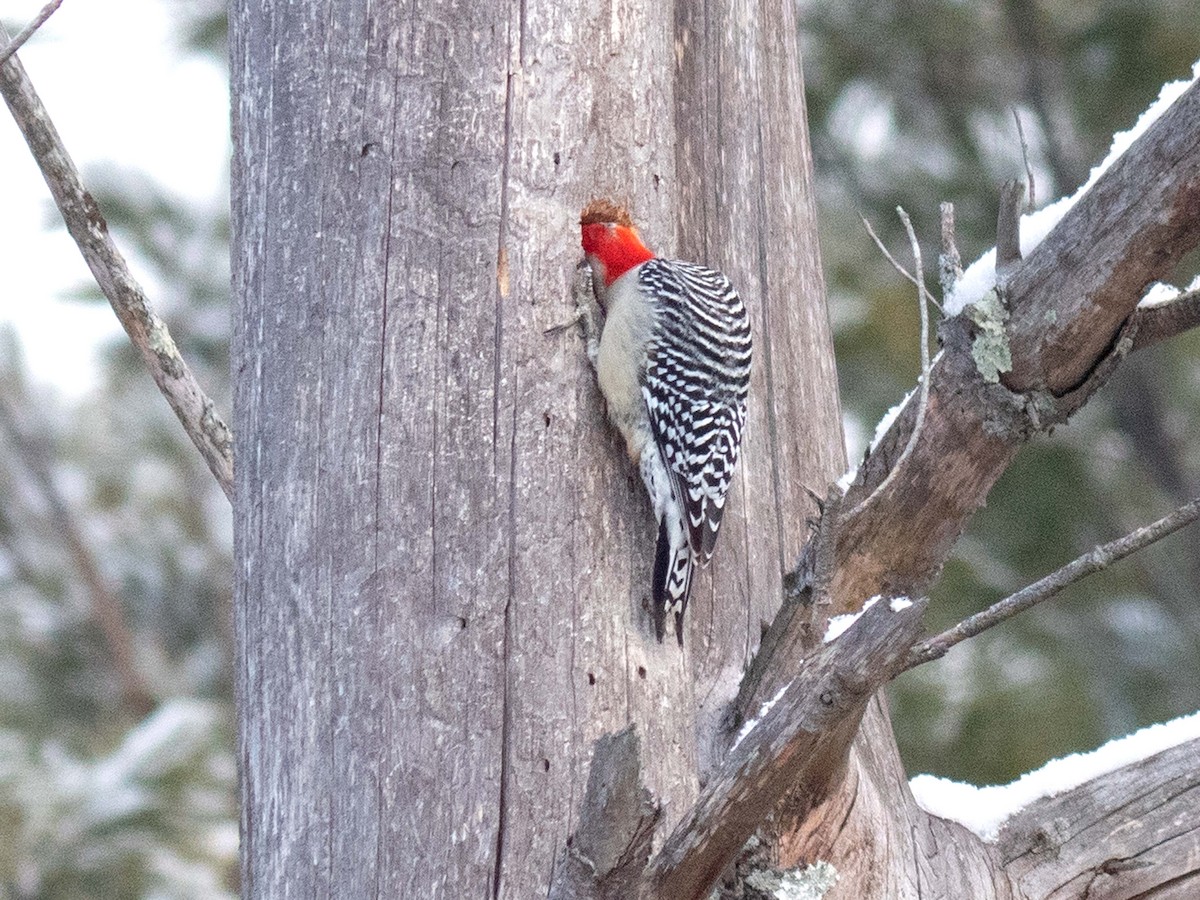 Red-bellied Woodpecker - ML409718981
