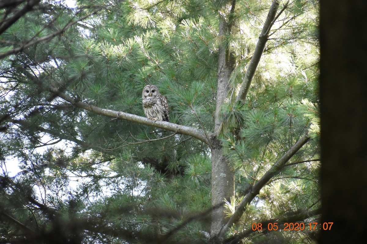 Barred Owl - ML409721791