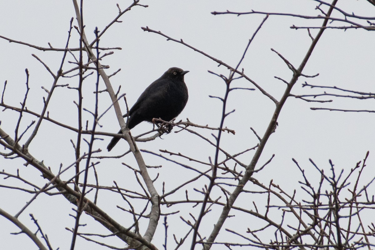 eBird Checklist - 25 Jan 2022 - Old Fish Hatchery and Nye Pond, East ...