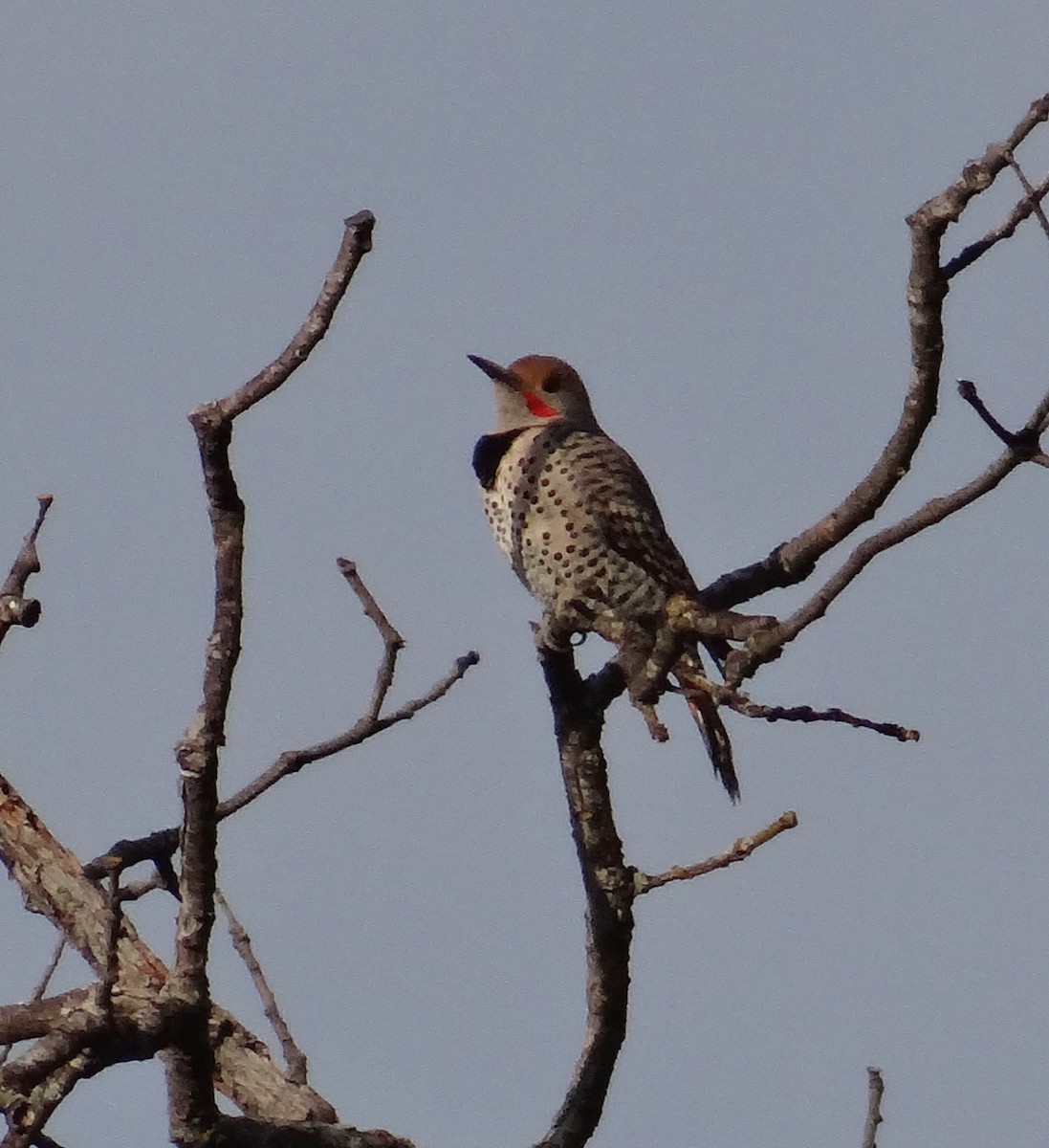 Northern Flicker (Red-shafted) - ML40974201