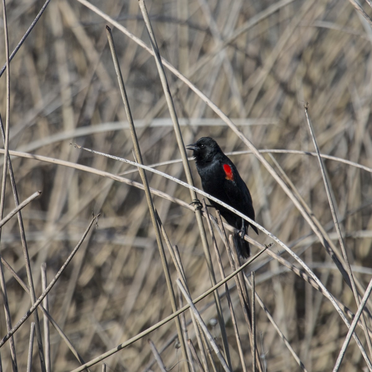 Red-winged Blackbird - Jessica Hadley