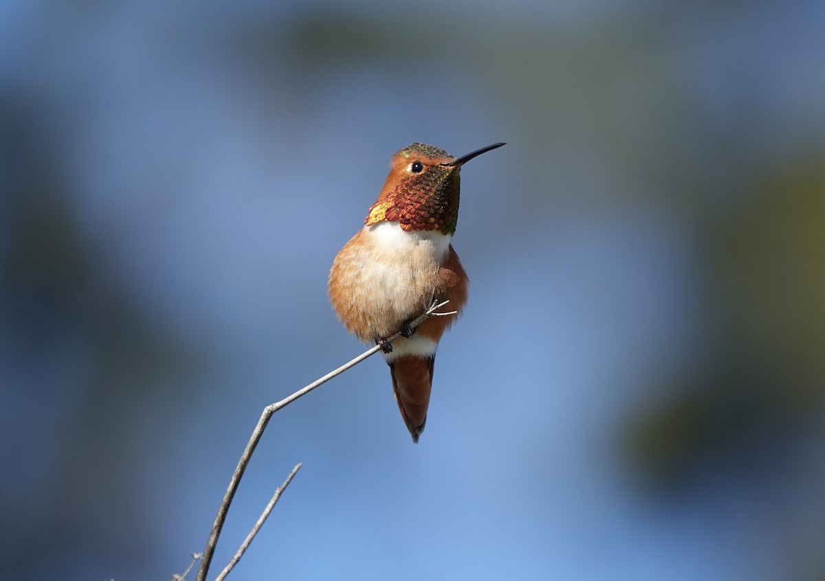 Allen's Hummingbird - ML409749531