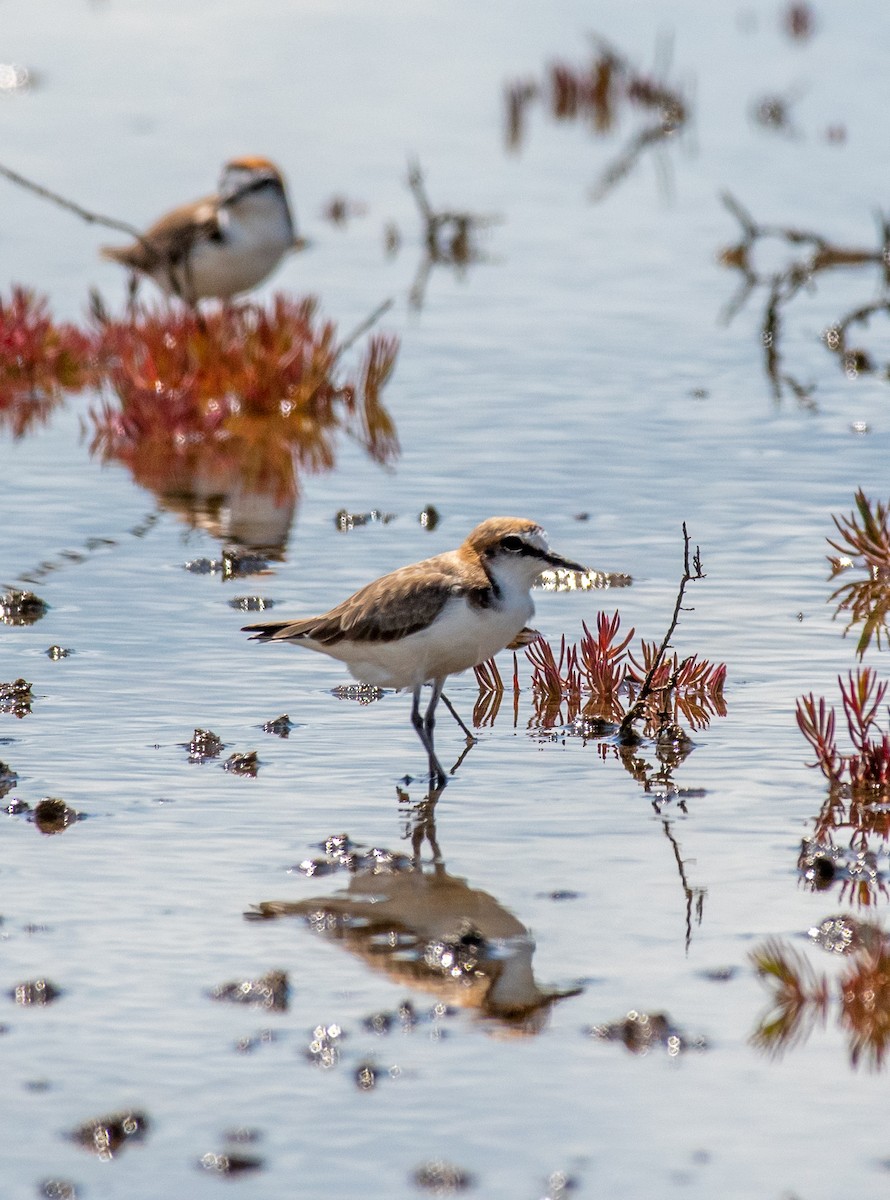 Red-capped Plover - ML409750571