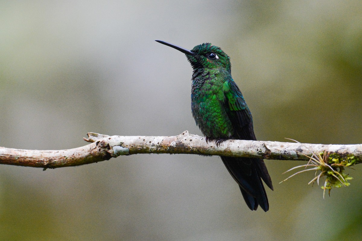 Green-crowned Brilliant - Patrick Maurice