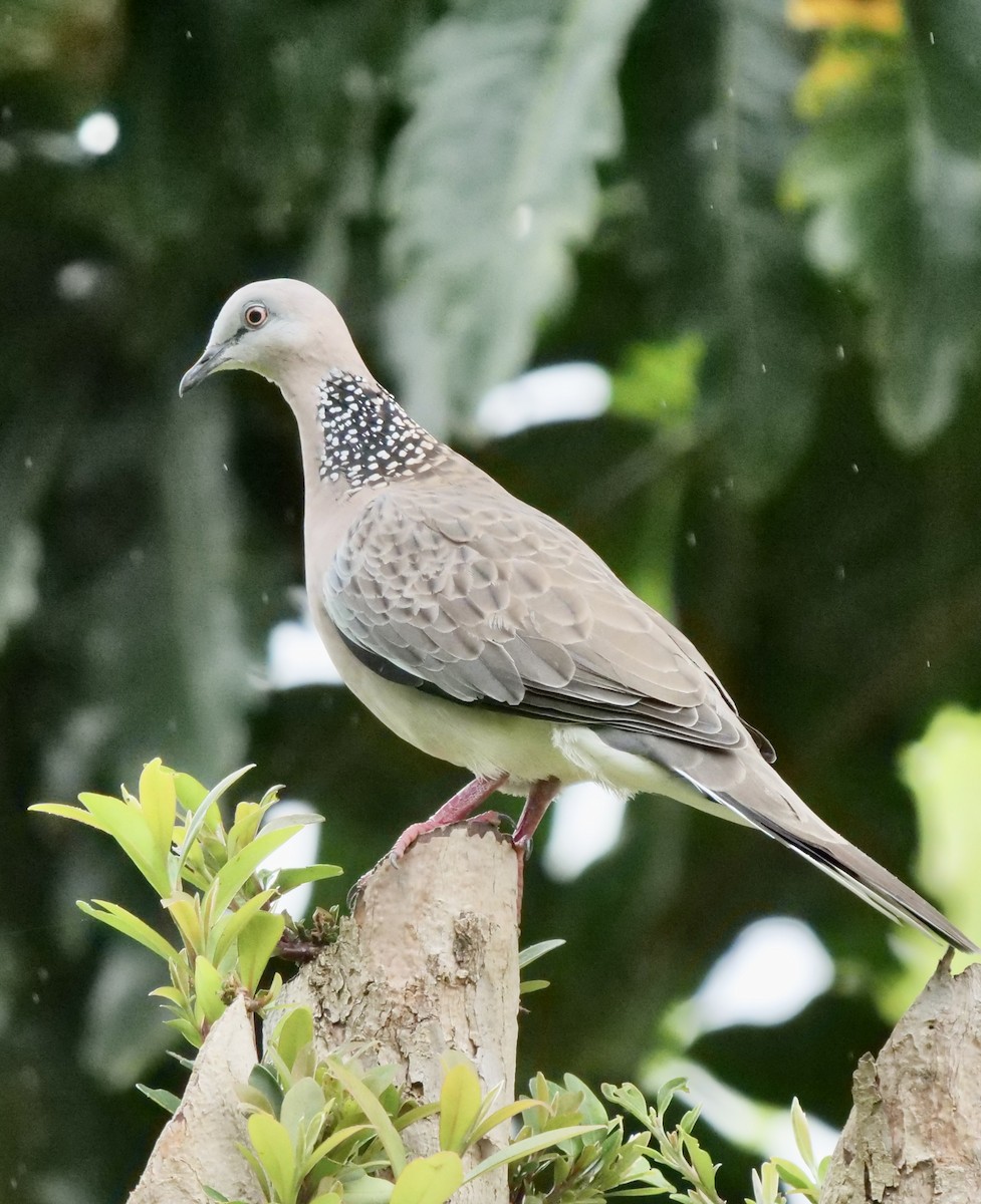 Spotted Dove - ML409774361