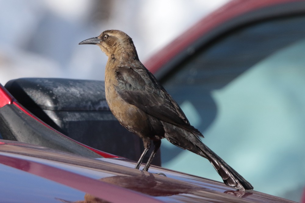 Great-tailed Grackle - ML409777701