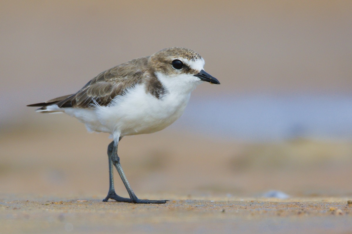 Red-capped Plover - Nik Mulconray