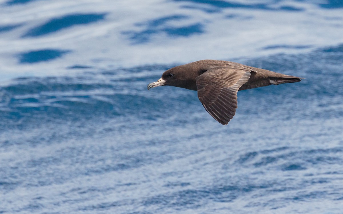 Flesh-footed Shearwater - ML409781981