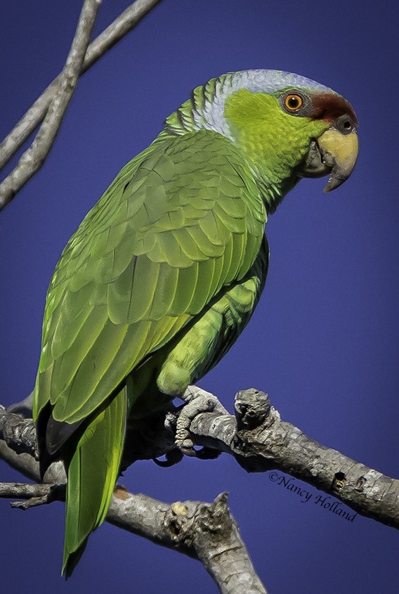 Lilac-crowned Parrot - ML409783881