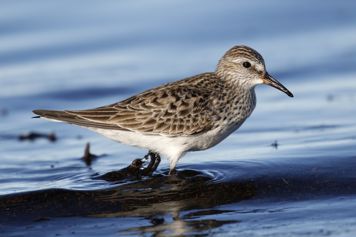 White-rumped Sandpiper - Ted Keyel
