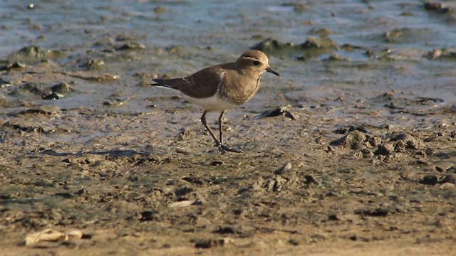 Rufous-chested Dotterel - ML409788831